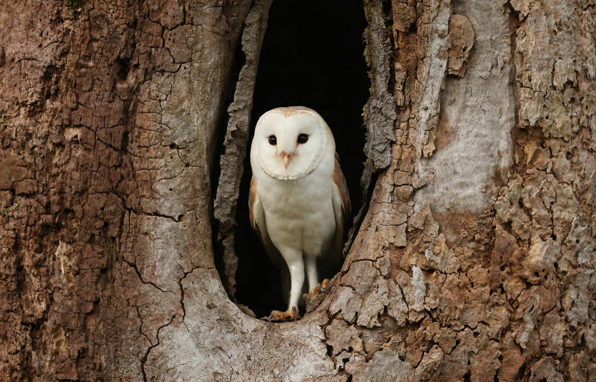 Barn owl facts | all about barn owls