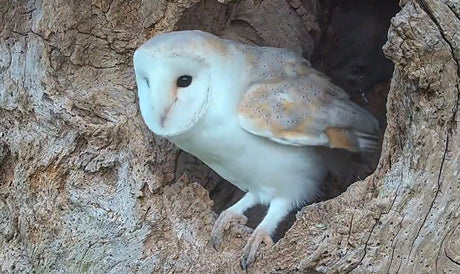 My barn owl nest box streaming live