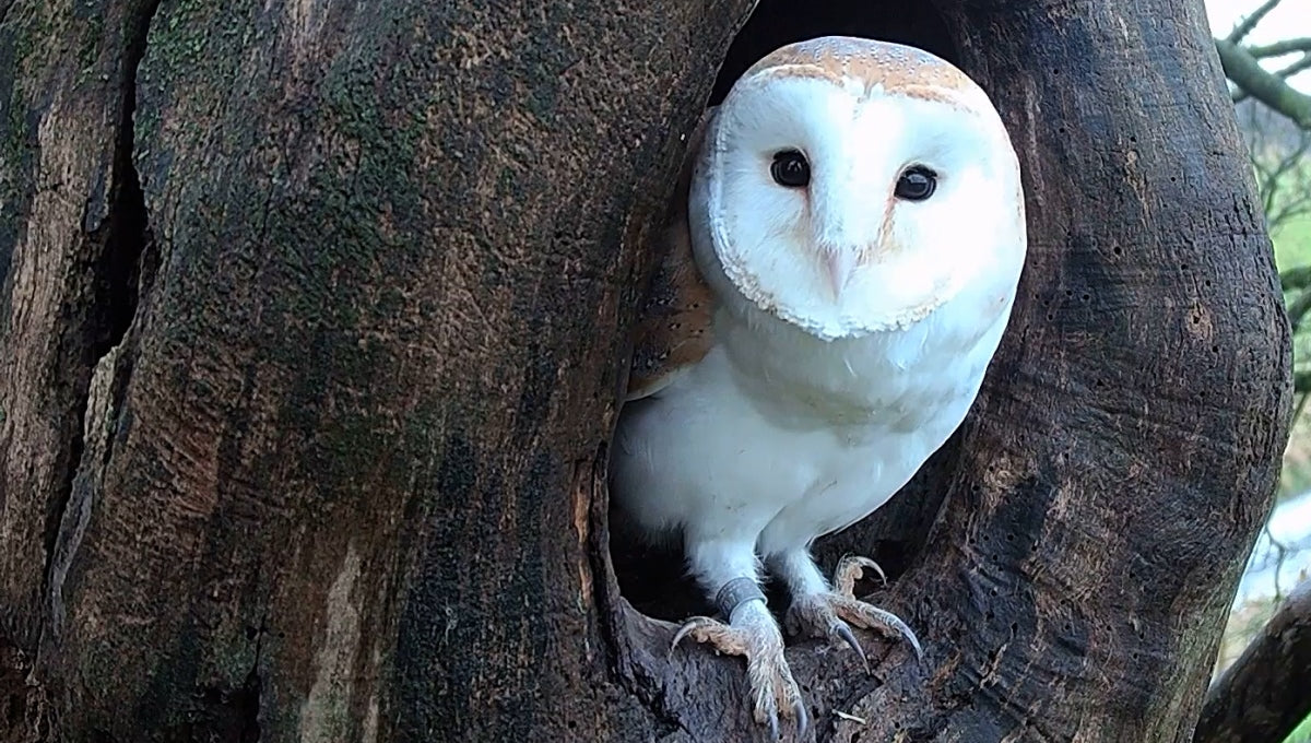 Finn the barn owl is the best dad