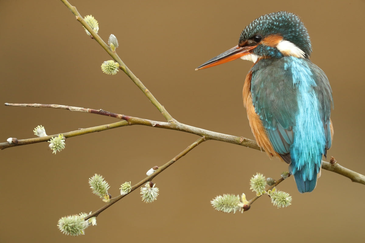 5 challenges kingfishers face & how to help them