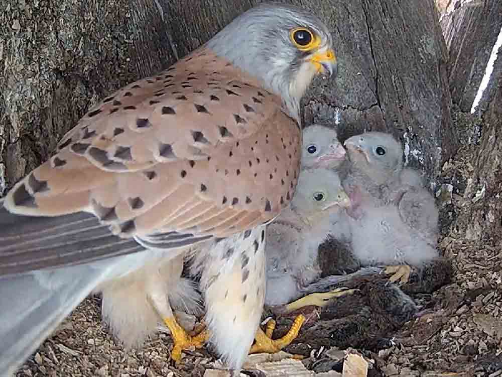 Kestrel dad learns how to be a mum