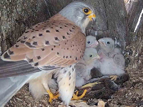 Kestrel dad learns how to be a mum