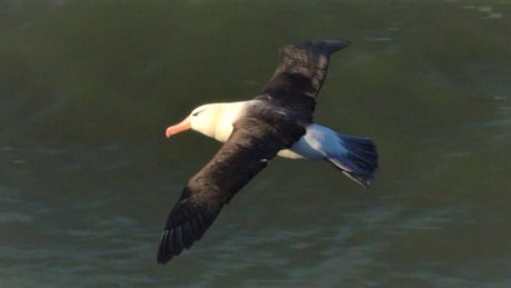 When a Black Browed Albatross Flew All the Way to Yorkshire