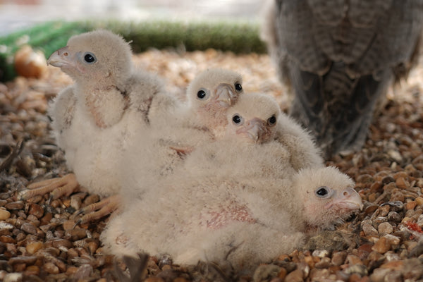 Secrets from a Peregrine Falcon Nest