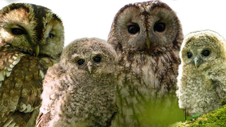 Film | Wild tawny owl family welcome 4 foster chicks | Luna & Bomber