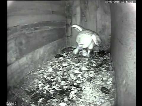 Barn Owl shows her brand new chicks for the first time