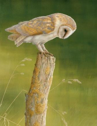 Beautiful Barn Owls Headline Summer Exhibition.