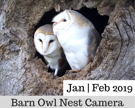 Barn Owl Nest Camera | Selecting A Nest Site