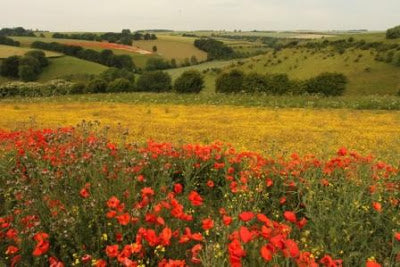 Yorkshire Wolds Show