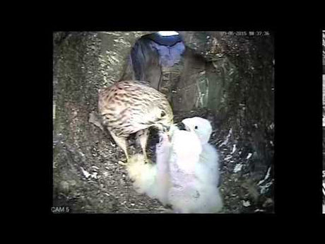 A bit of favouritism in this kestrel family