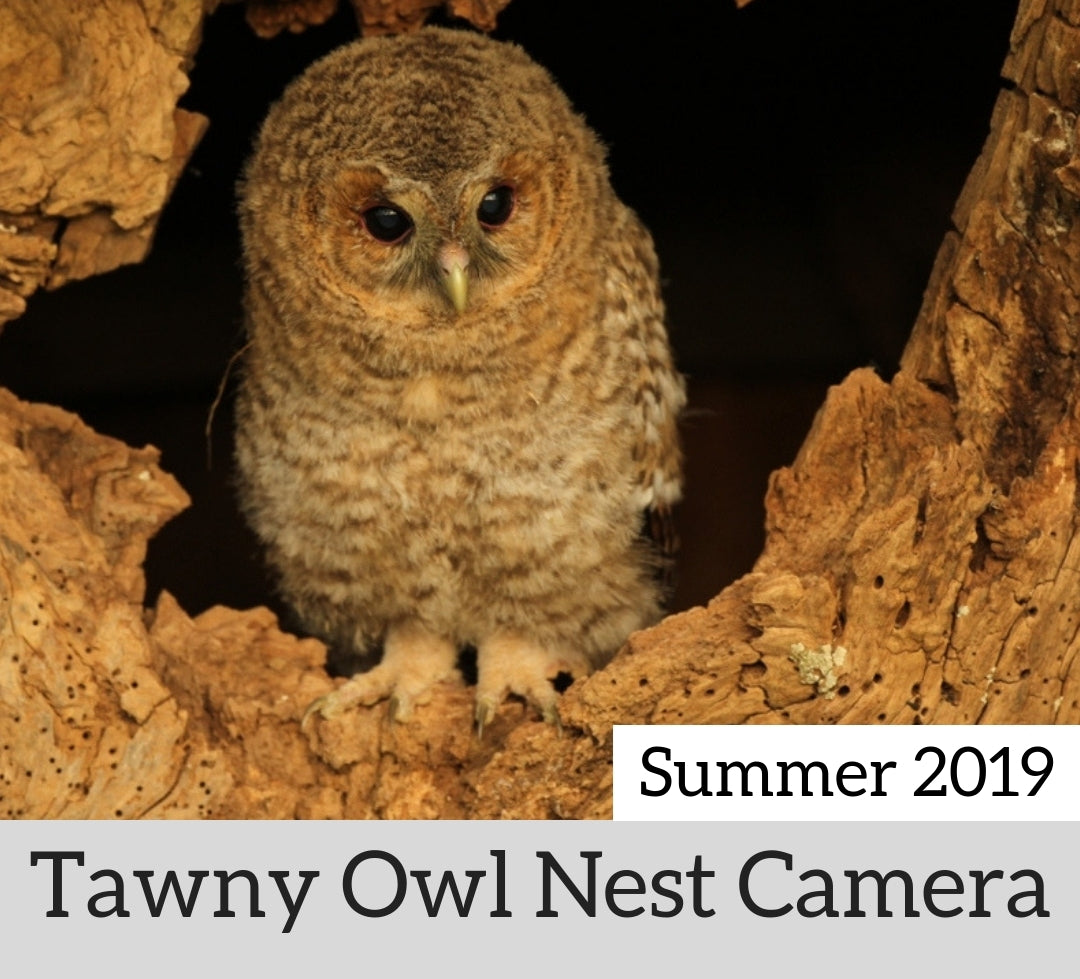 Tawny Owl Nest Camera | May-June 2019 | One Precious Chick