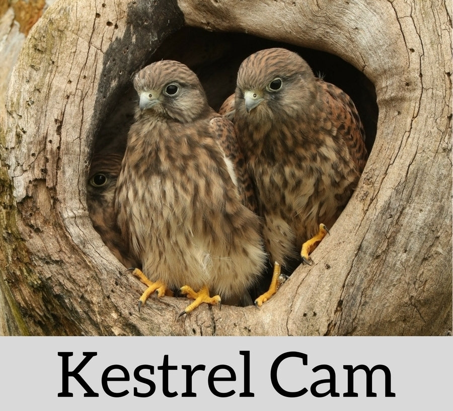 2018 - Follow the story of the Kestrels on my Nest Cameras in 2018