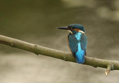 Kingfishers on Road to Recovery