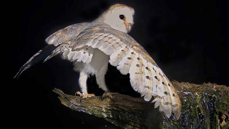 Film | Barn owl enjoys rain shower | Gylfie & Dryer