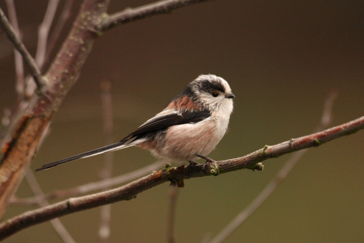 Birds nests in my back garden | watching long tailed tits & wrens weave nests