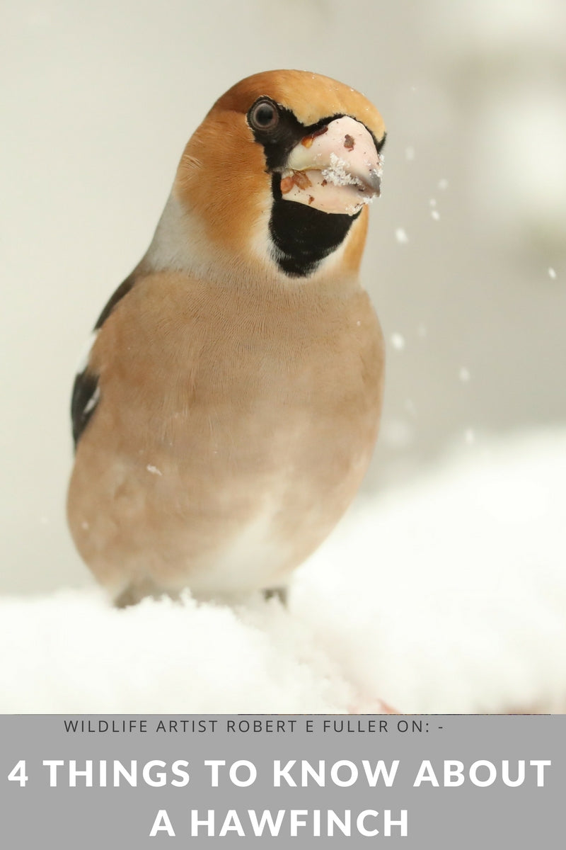 4 Things I Learned About Hawfinches During a UK Hawfinch Invasion