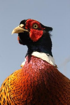 Kamikaze Pheasant