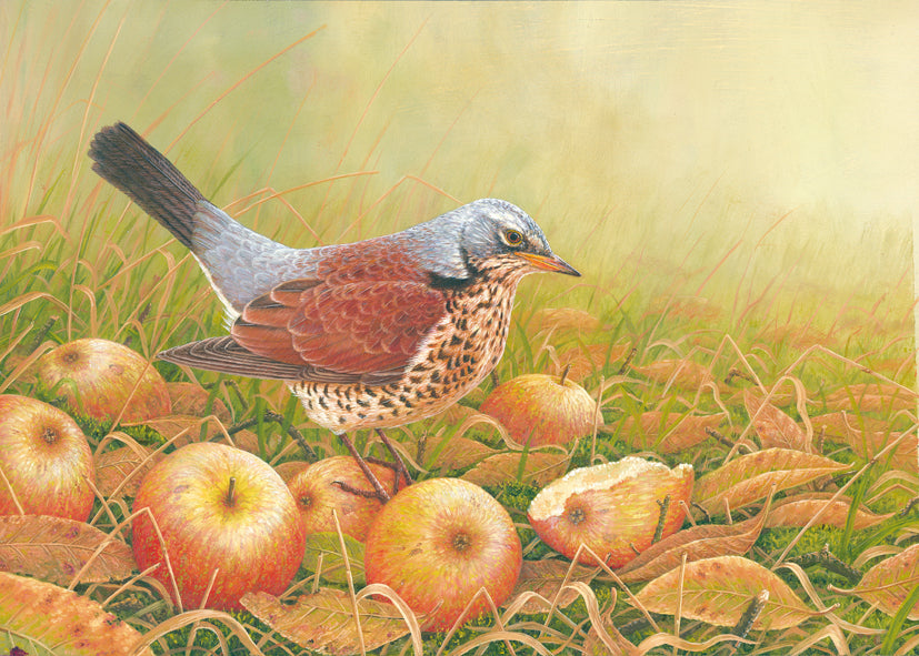 Wildlife in Winter: Why You Should Leave Your Apple Windfall for the Fieldfares