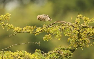 10 Owl Tours - Little Owls