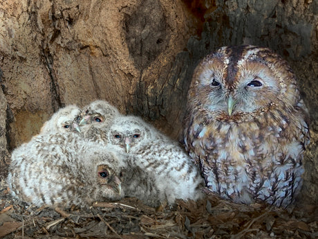 Film | Tawny owl big beautiful brood of chicks | Full story | Bonnie and Ozzy