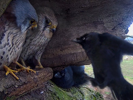 Film | Kestrels see off jackdaw threat | Apollo & Athena