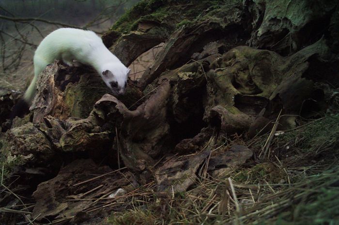 A White Stoat in the Garden