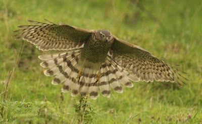 Lily Spots a Sparrowhawk