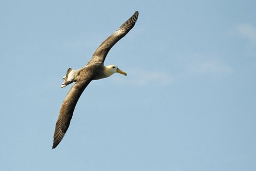 Waved Albatross