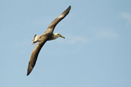 Waved Albatross