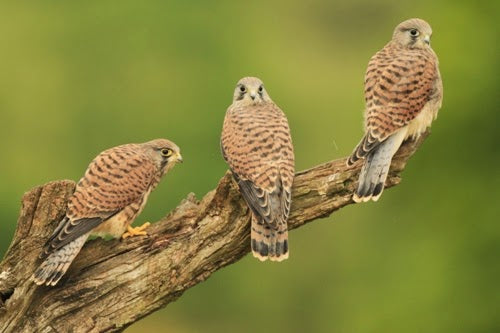 Painting a kestrel in flight