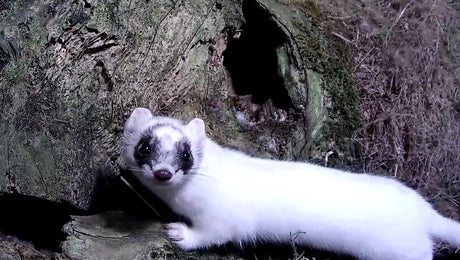 Bandita the White Stoat in my Garden is the Cutest Creature you'll see this Winter