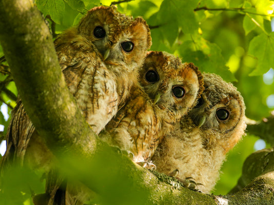 Film | Tawny owls adopt four more chicks