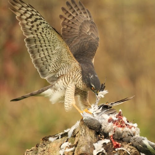 Getting a sparrowhawk to feed in your garden and not on your birds