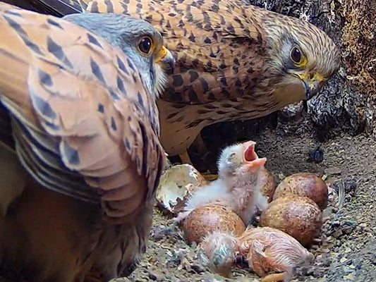 Film | First-time kestrel pair's journey from eggs to chicks | Wild lives | Jeff & Jenny