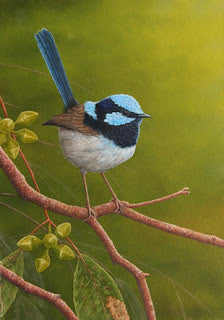 Fairy Wren