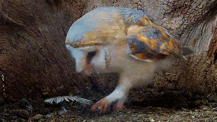 Film | Barn owl gets nest ready for eggs | Gylfie & Dryer