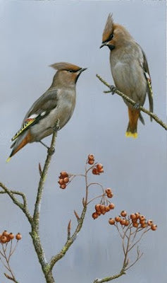 A waxwing Christmas