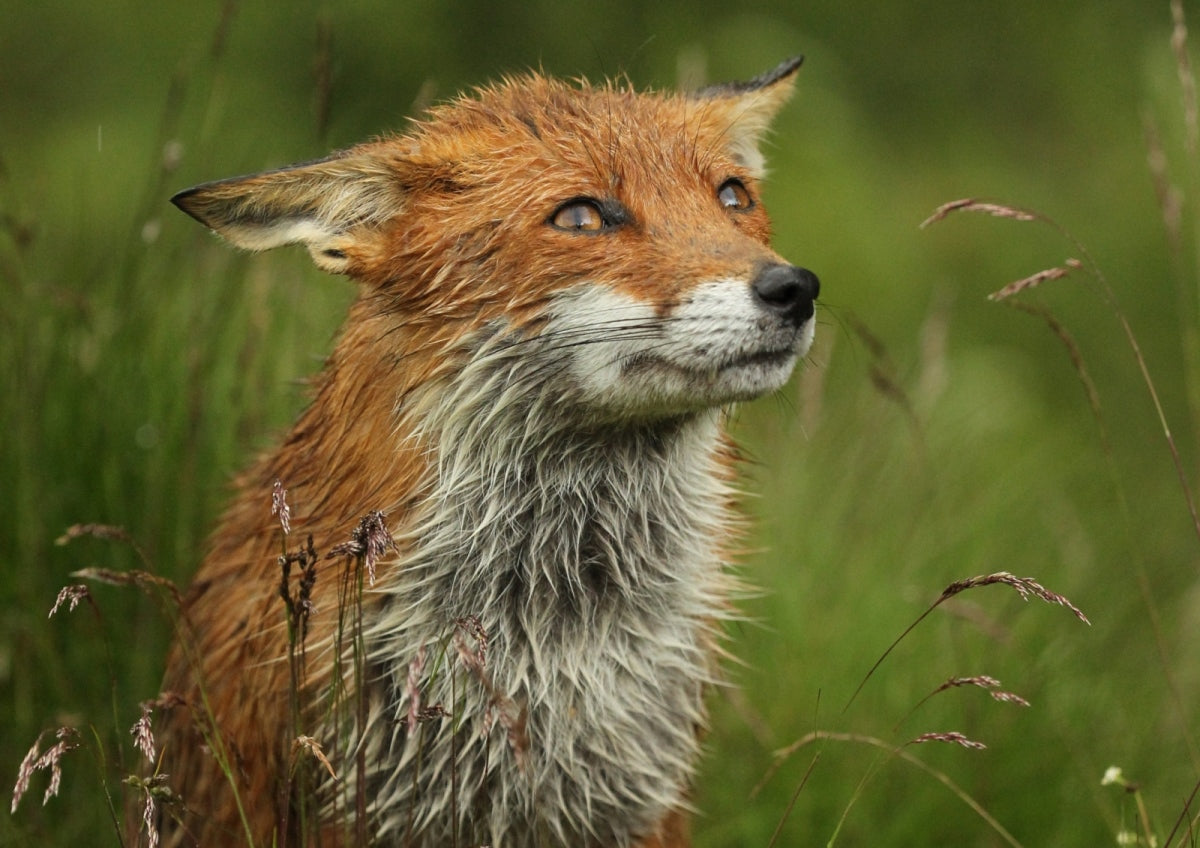 'Thieving' fox of Dalby forest just trying to feed its family