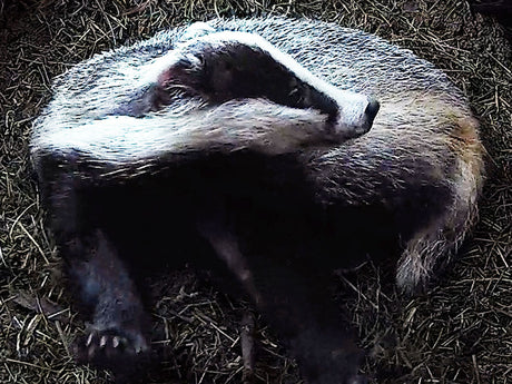 Film | Adorable badger's bedtime rputine| Badger