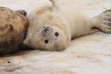 Seal pups: Winter's true snow babies