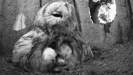 Film | Tawny owl mum welcomes 3rd chick | Luna & Bomber