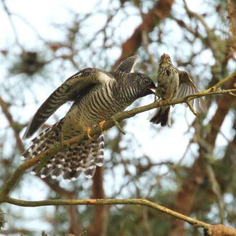 How Photographing A Cruel Cuckoo Chick Inspired A New Painting & A Lasting Respect for Mothers