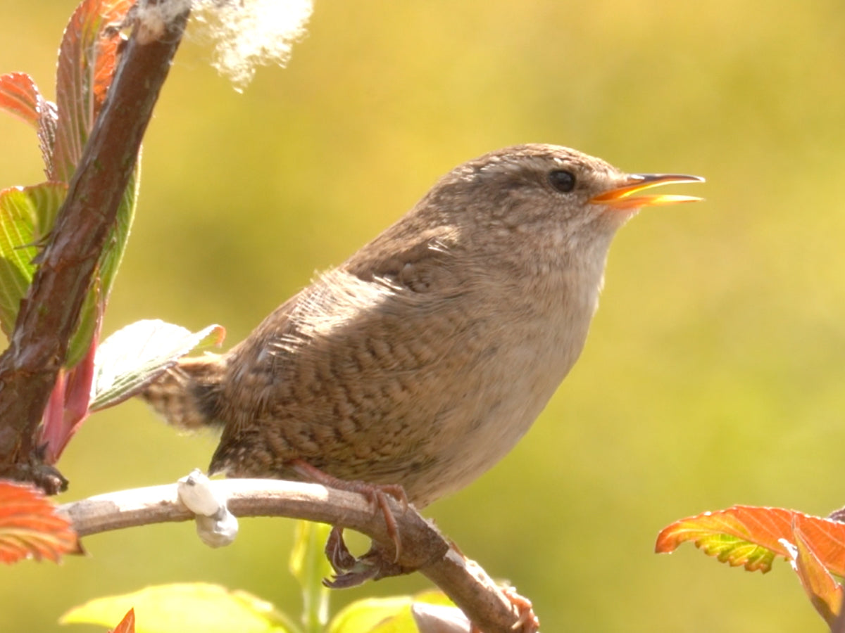 Springtime wildlife on the Yorkshire Wolds