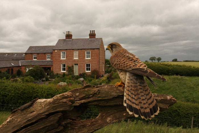 Laying a network of surveillance cameras to watch kestrels in the garden