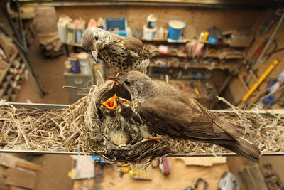 Mistle Thrush Brood