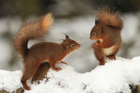 Red Squirrel Watch