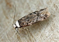 White shouldered house moth