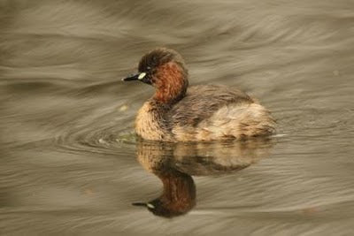 London's Grebes