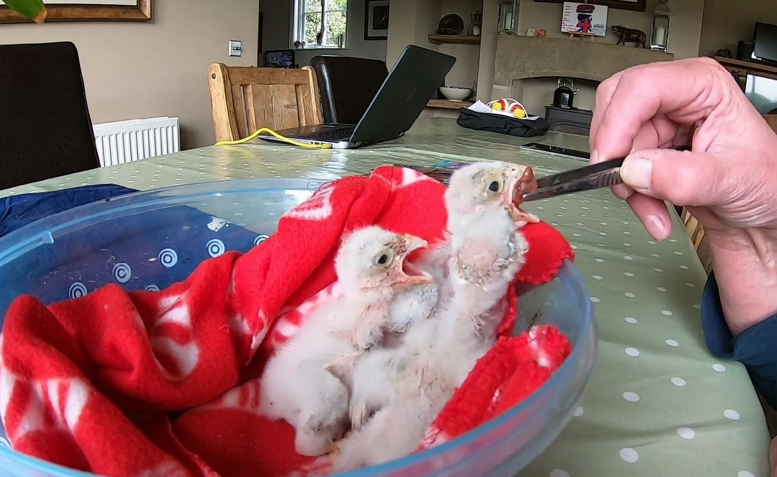 Kestrel Nest Camera | Saving the Chicks after the Tragic Loss of their Mother