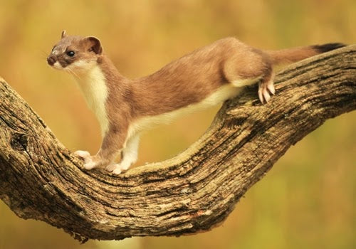 Fotherdale Stoats: Watching Stoats In My Garden